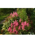 Astilbe х arendsii Каттлея в парку
